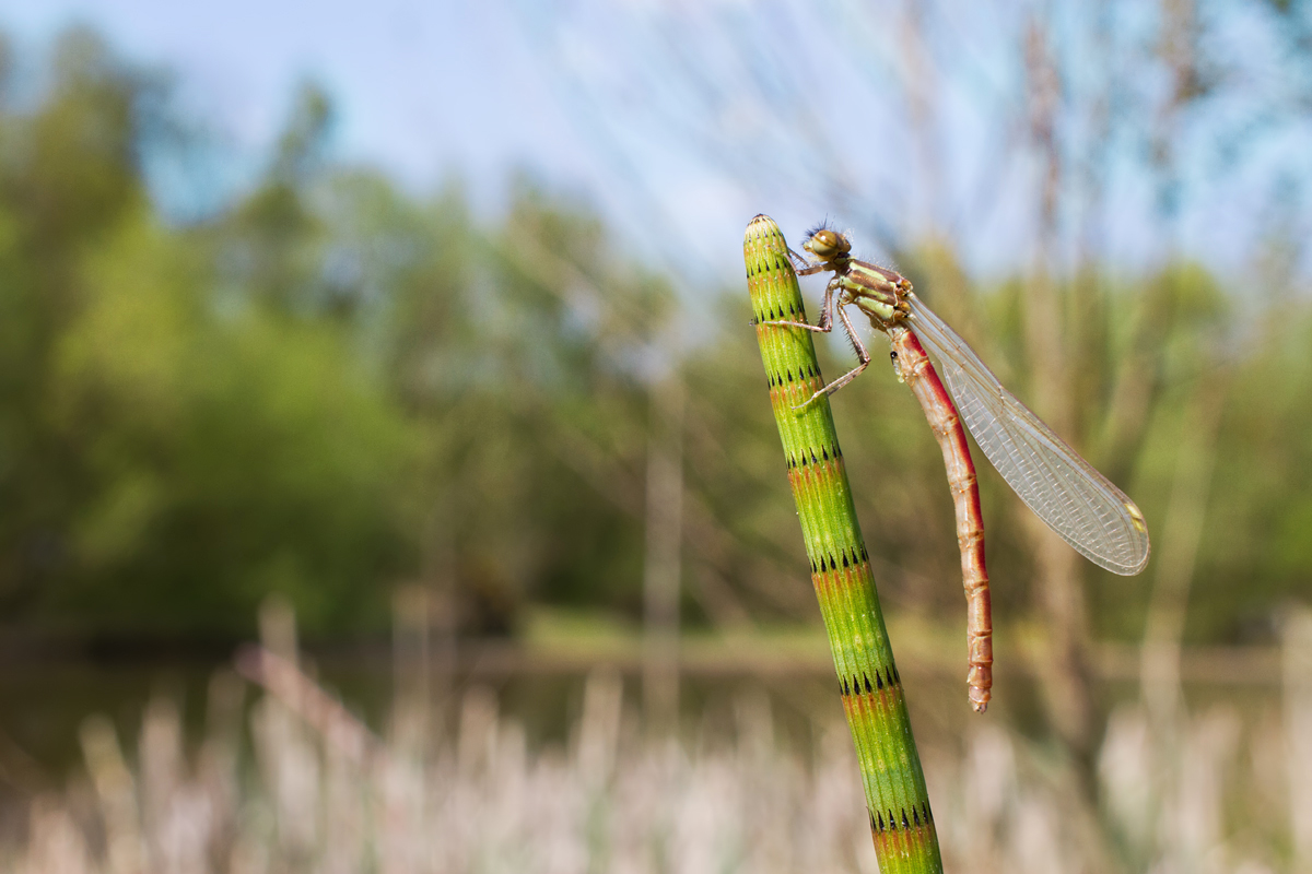 Large Red Damselfly wideangle 1